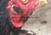 Aseel murga breed lasani