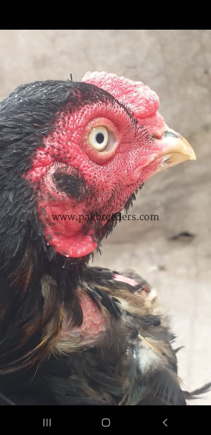 Aseel murga breed lasani