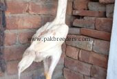White O Shamo Patha pathi