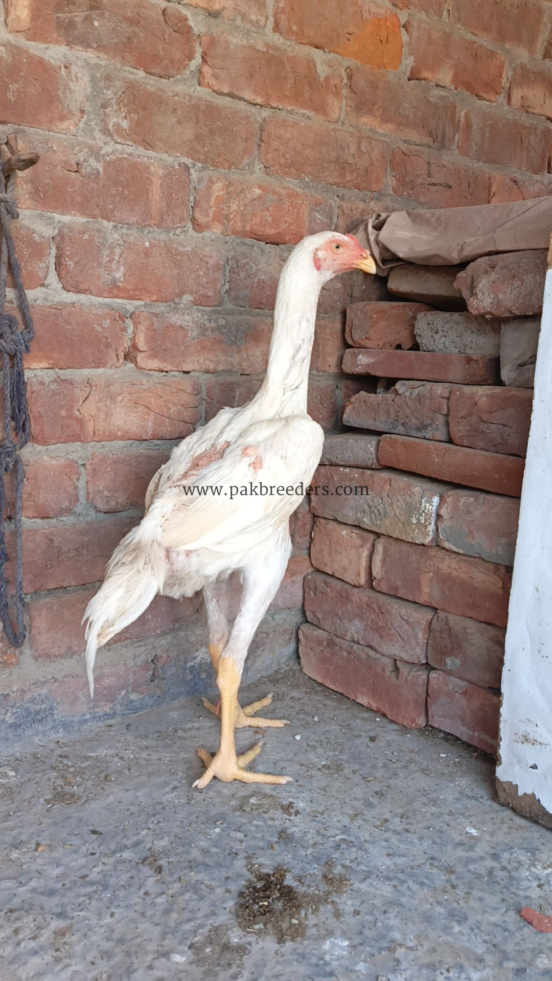 White O Shamo Patha pathi