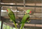 Raw parrot pair avaiable